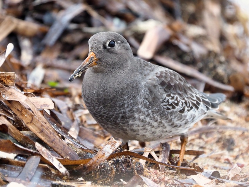 Piovanello violetto ( Calidris maritima ) prima segnalazione nel Lazio